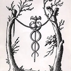 A Caduceus (engraving) (b / w photo)