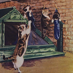 Cat hanging up its kittens to dry (photo)