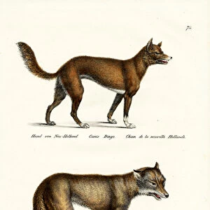 Dingo, 1824 (colour litho)