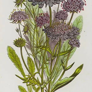 Flowering Plants of Great Britain: Devil s-Bit Scabious, Small Scabious, Field Knautia (colour litho)