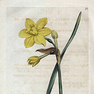 Fragrant daffodil or fragrant narcissus - Lithography by James Sowerby (1757-1822), from the Botanical Magazine by William Curtis (1746-1799), 1789 (England) - Sweet-scented jonquil