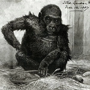 The Gorilla at the Zoological Societys Gardens, from the Illustrated London News