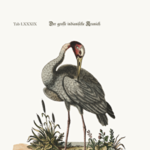 The greater Indian Crane, 1749-73 (coloured engraving)