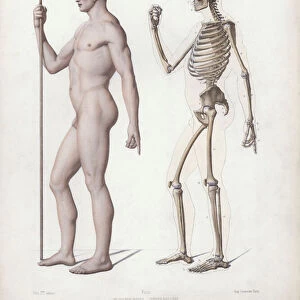 Illustration for The Anatomy of the External Forms of Man: Man standing, side view (colour litho)
