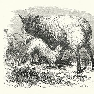 Lamb suckling (engraving)