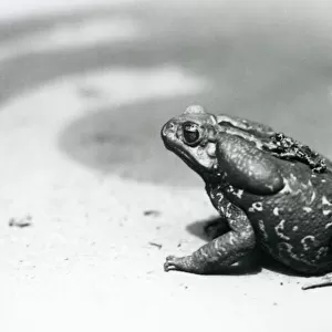 The largest and smallest toad in the menagerie in August 1928 (b / w photo)