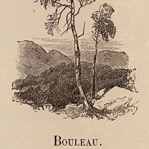 Le Vocabulaire Illustre: Bouleau; Birch; Birke (engraving)