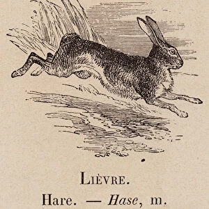 Le Vocabulaire Illustre: Lievre; Hare; Hase (engraving)