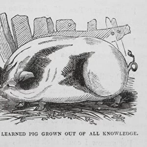 The Learned Pig grown out of all Knowledge (engraving)