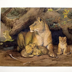 Lioness and Young, 1855 (w / c on paper)