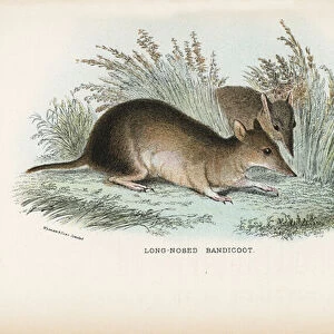 Long-Nosed Bandicoot