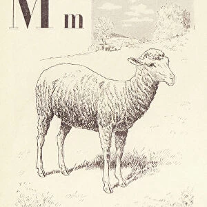 M for Sheep, 1901 (illustration)