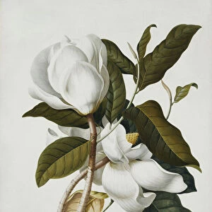 Magnolia, (pencil, watercolour and bodycolour on vellum)