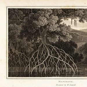 Oriental mangrove, Bruguiera gymnorhiza, in an Asian swamp. 1807 (aquatint)