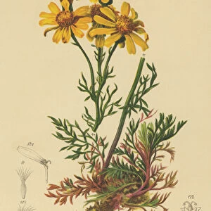 Pinnate-leaved Ragwort (Senecio abrotanifolius, Jacobaea abrotanifolia) (colour litho)