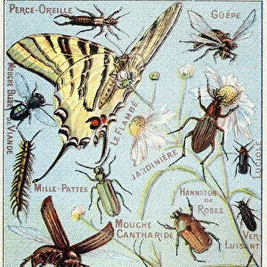 Plate 2: Ear-piercing, Gupe, Blue Meat Fly, Flambe, Gardener, Centipedes, Firefly