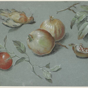 Pomegranates and Dead Bird, early 19th century (chalk on paper)