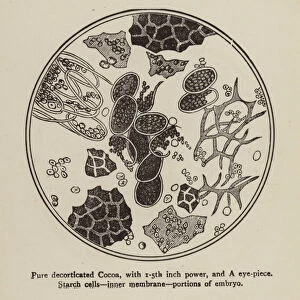 Pure decorticated cocoa viewed through a microscope (engraving)