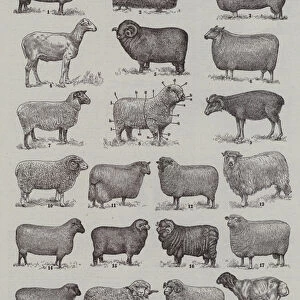 Representative Types of Sheep (engraving)