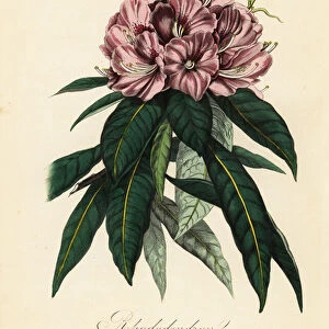 Rhododendron, Rhododendron javanicum