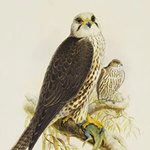 Saker Falcon, (pencil and watercolour)