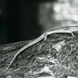 A Skink resting on a log at London Zoo in 1929 (b / w photo)