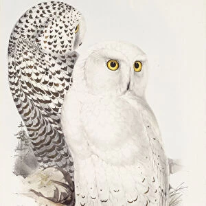 Snowy Owl. Strix Nyctea; (Linn); Surnia Nyctea, 1832-1837