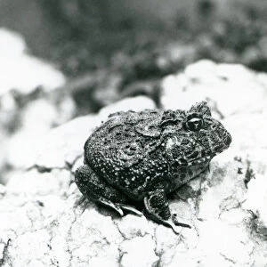 A South American Horned Frog sitting on a rock, London Zoo, August 1928 (b / w photo)