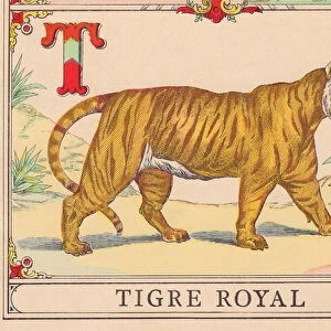 T: Tiger