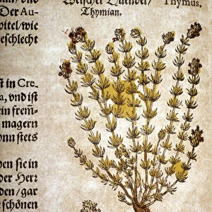 Thyme (Thymus) - In "Herbarium Mattioli"