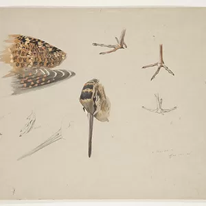 Woodcock beak, feet and wing, c. 1915 (w / c & bodycolour over pencil on paper)