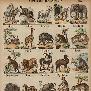 A to Z of animals (coloured engraving)