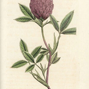 Zigzag clover or trefoil, Trifolium medium. Handcoloured copperplate engraving by James Sowerby from James Smiths English Botany, London, 1794