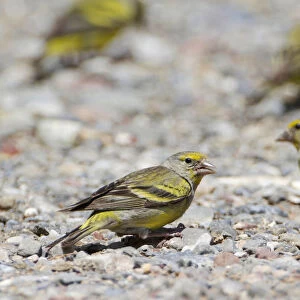 Citril Finch in the Spanish Pyrenees, Carduelis citrinella, Spain