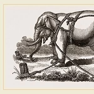 Elephant harnessed in a keddah