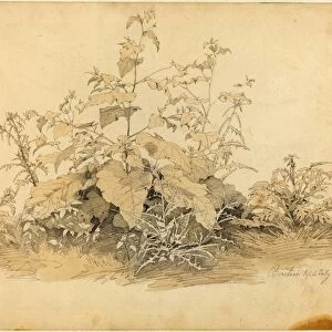 Johann Christian Heerdt (German, 1812 - 1878), Wild Plants near Birstein, 1835, graphite