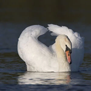 Male Mute Swan in defending position with wings raised on water, Cygnus olor, Netherlands