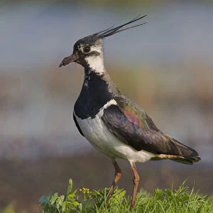 Northern Lapwing perched, Vanellus vanellus
