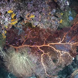 A colorful coral reef grows along a deep dropoff in the Solomon Islands