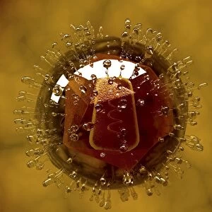 Conceptual image of coxsackievirus