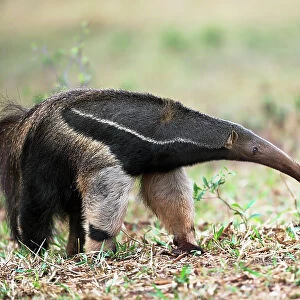 Anteater in action