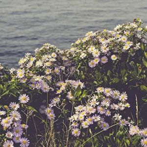aster flowers by the sea