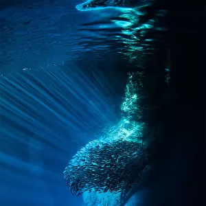 1x Gallery: Underwater