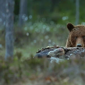 Beware - Brown Bear