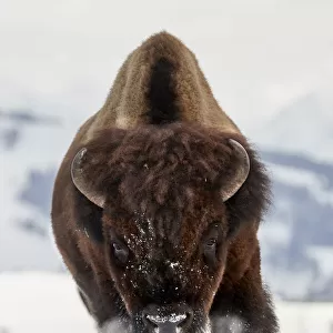 Bison Incoming