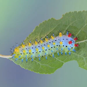 Cecropia Moth caterpillar