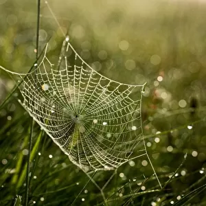 Cobweb and dew no. 2
