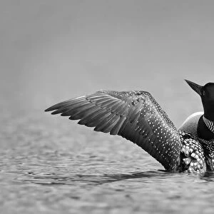 Common loon in black and white