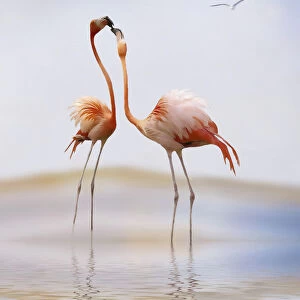flamingo kiss