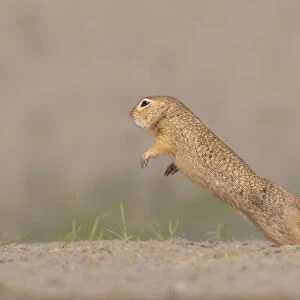 Ground squirrel fighting